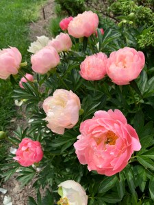 Paeonia 'Pink Hawaiian Coral'