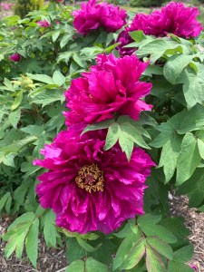 Paeonia suffruticosa 'Kamata-Nishiki'