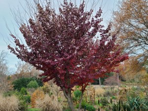 Parrotia subaequalis in fall