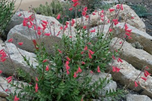 Penstemon baccharifolius
