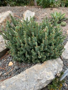 Picea glauca 'Echiniformis'