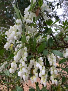 Pieris taiwanensis 'Mountain Snow' in bloom