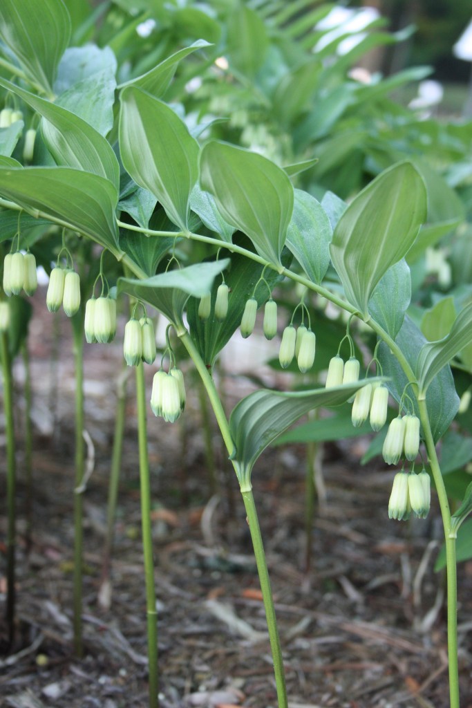 Polygonatum falcatum 'Wedding Bells'