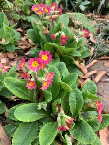 Primula 'Dale Henderson'
