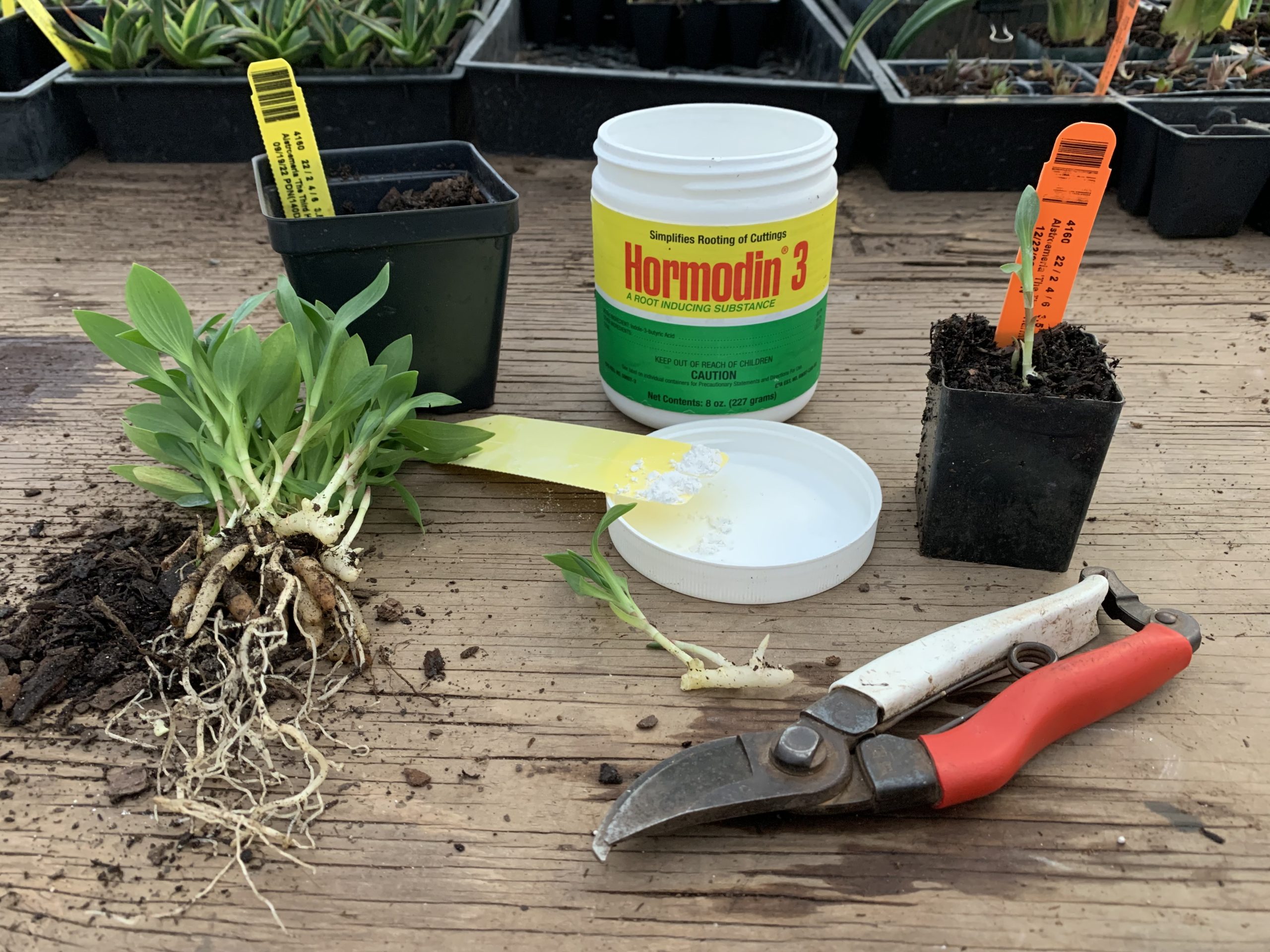 Asexual propagation workshop