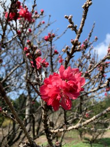 Prunus persica NCSU Dwarf Double Red