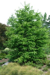 Pseudolarix amabilis 'Greensanity'