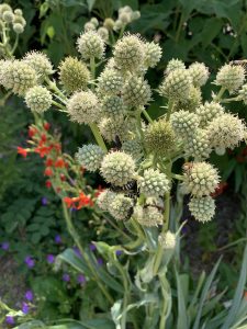 Eryngium yuccifolium 'Kershaw Blue'