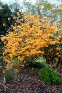 Rhododendron 'Jane's Gold'
