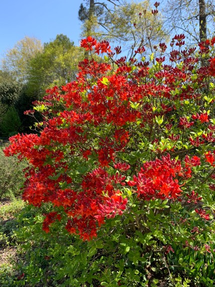 Rhododendron 'Radiant Red'