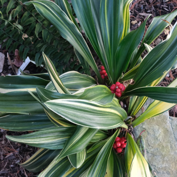 Rohdea japonica 'Get in Line'