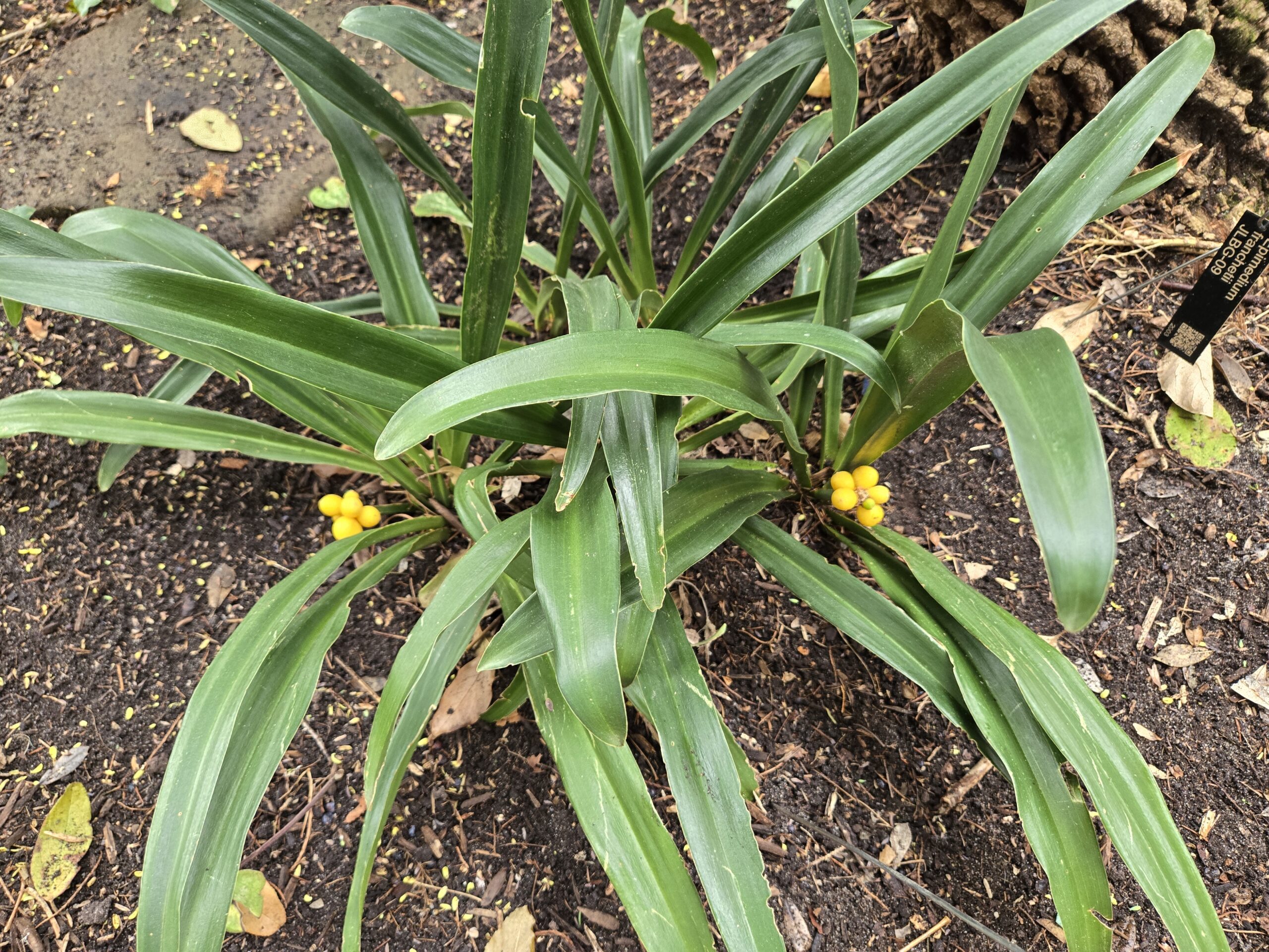 Rohdea japonica 'Golden Eggs'