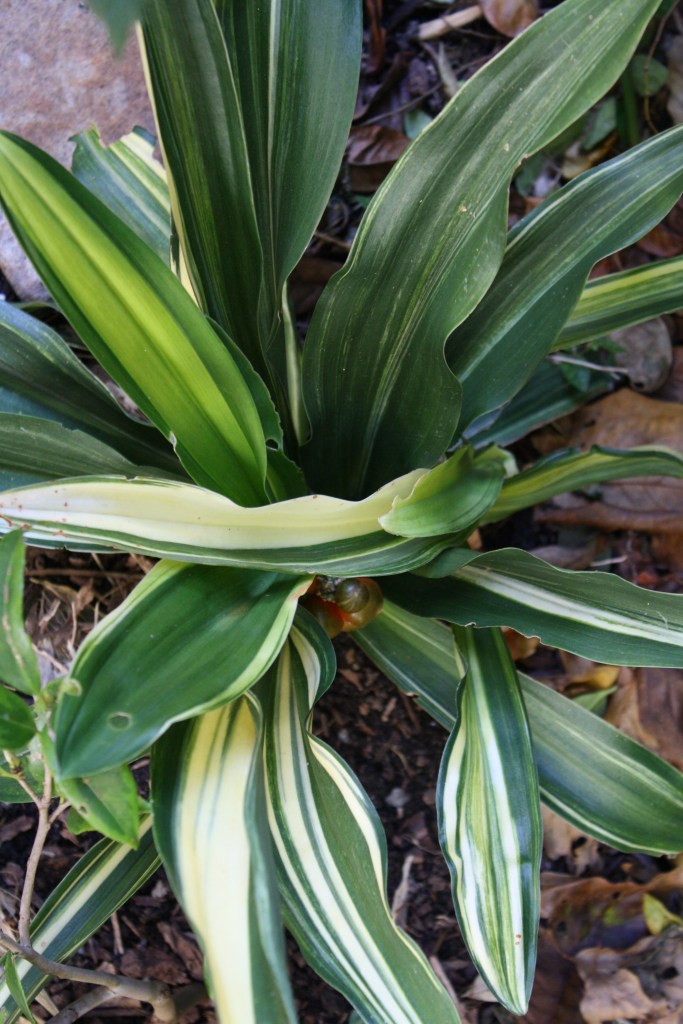 Rohdea japonica