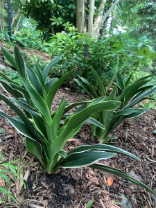 Rohdea japonica 'Seiki-no-Homare'