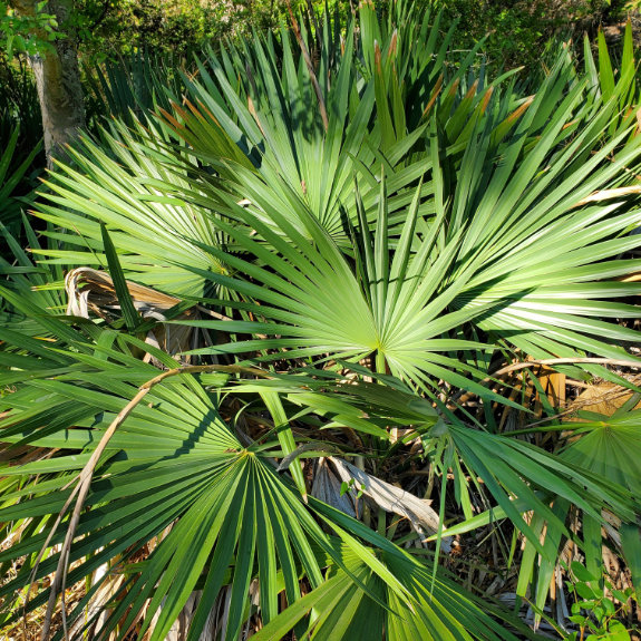 Scrub palmetto palm
