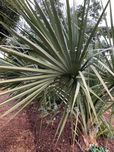 Sabal palmetto 'Bald Head Island'