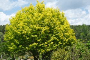 Salix sachalinensis 'Golden Sunshine'
