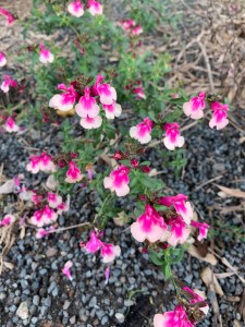Salvia greggii 'Rose Bicolor'