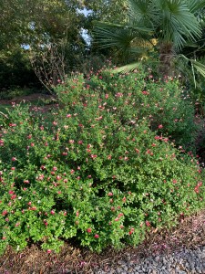 Salvia microphylla 'Hot Lips'