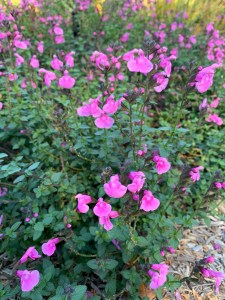 Salvia microphylla 'Flower Child'