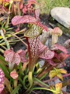 Sarracenia 'Reticulated Rhapsody'