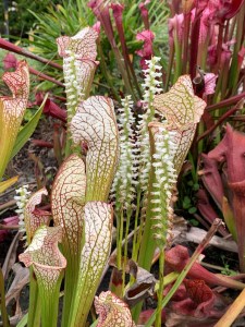 Sarracenia 'Snow Goose' with Spiranthes