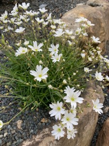 Cerastium banaticum 'Smokovo'