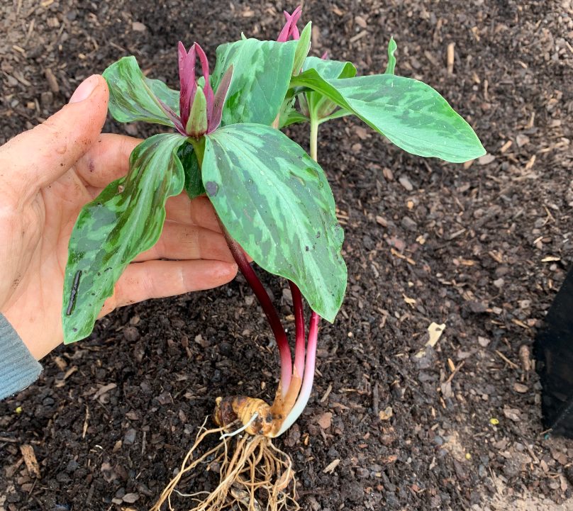 Seed grown trillium from our outdoor production 