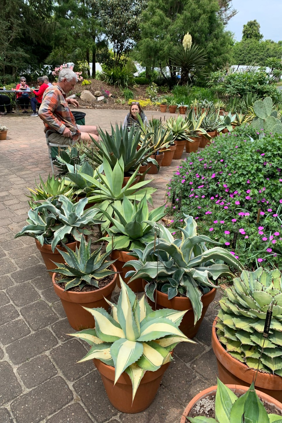 Southwest patio garden