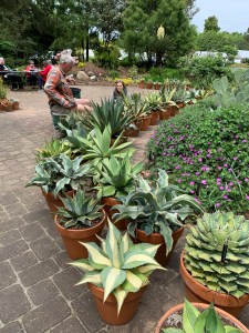 Tony Avent working on agave display collection, Southwest garden patio