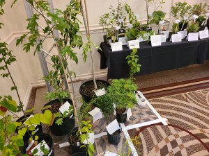 Southeastern Plant Symposium plant auction table