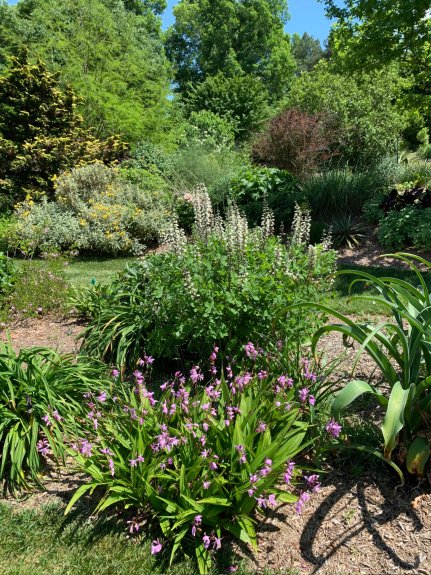Baptisia 'White Towers' and Bletilla striata in Souto