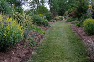 Souto garden south path with Baptisia, Paeonia, and Rhododendron