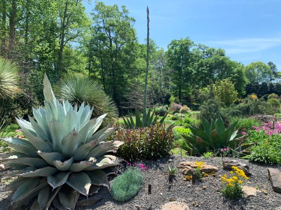 Spiking Agave ovatifolia in Souto