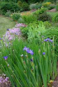 Souto rain garden planting with Iris, Rudbeckia, Hemerocallis