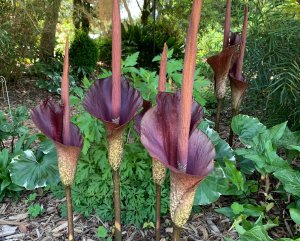 Amorphophallus konjac
