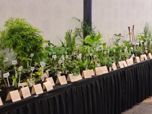 Southeastern Plant Symposium plants ready for the auction