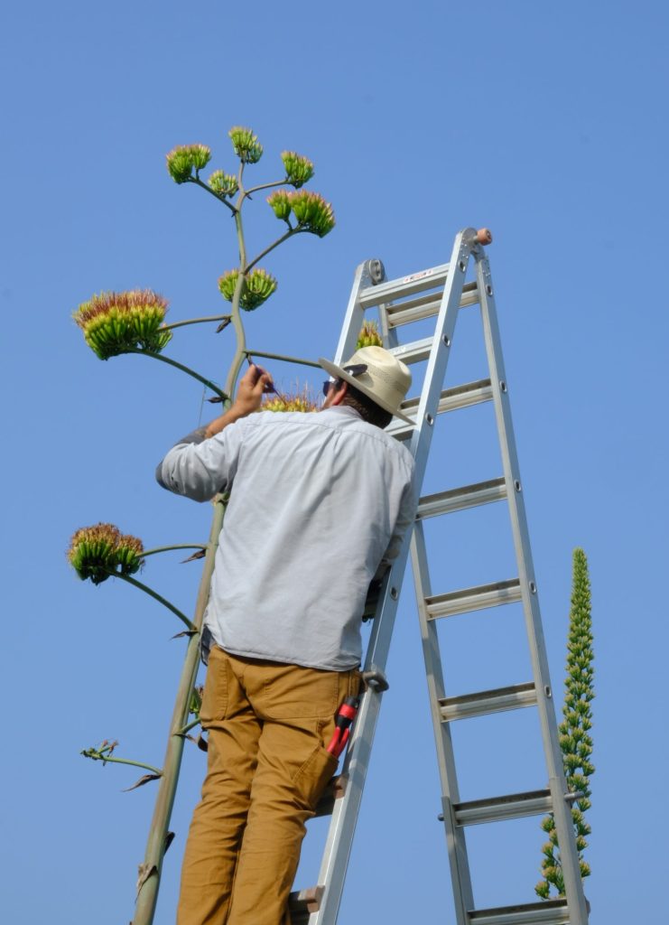 Steve Guptill hybridizing an agave