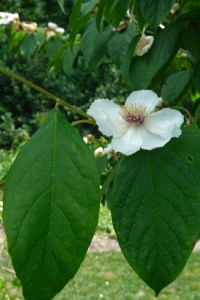 Stewartia ovata 'Amicalola'