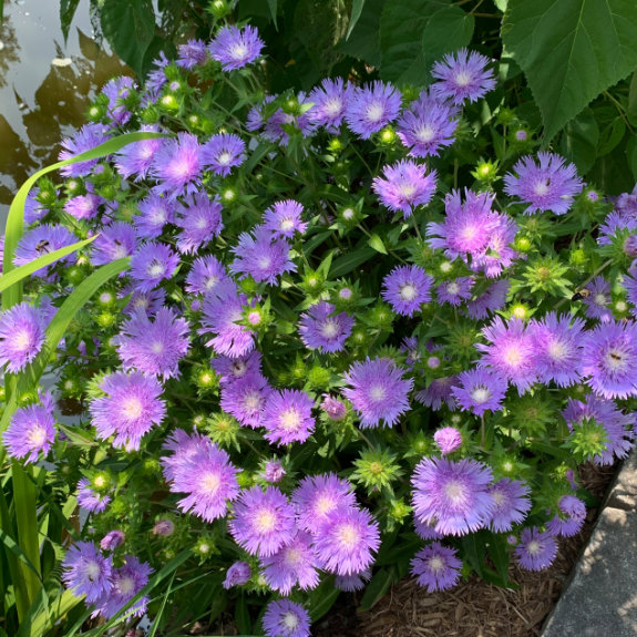 Stokes aster