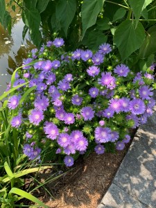 Stokesia laevis 'Peachie's Pick'