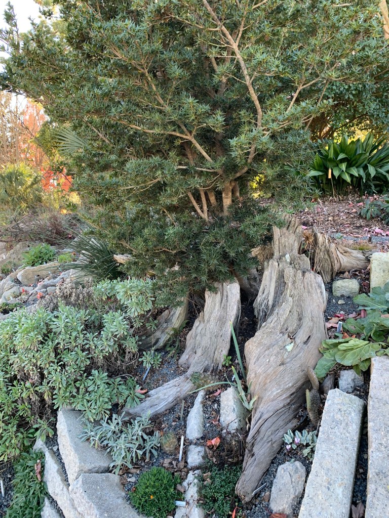 Osmanthus heterophyllus ‘Hariyama’ planted in a stump