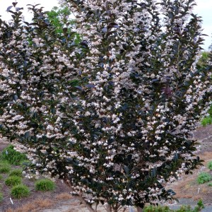 Styrax japonica 'Evening Light' in flower