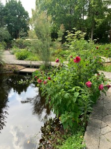 Hibiscus in bloom by the sunken pond