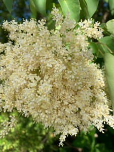 Syringa reticulata ssp. pekinensis flowers