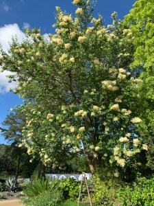 Syringa reticulata ssp. pekinensis