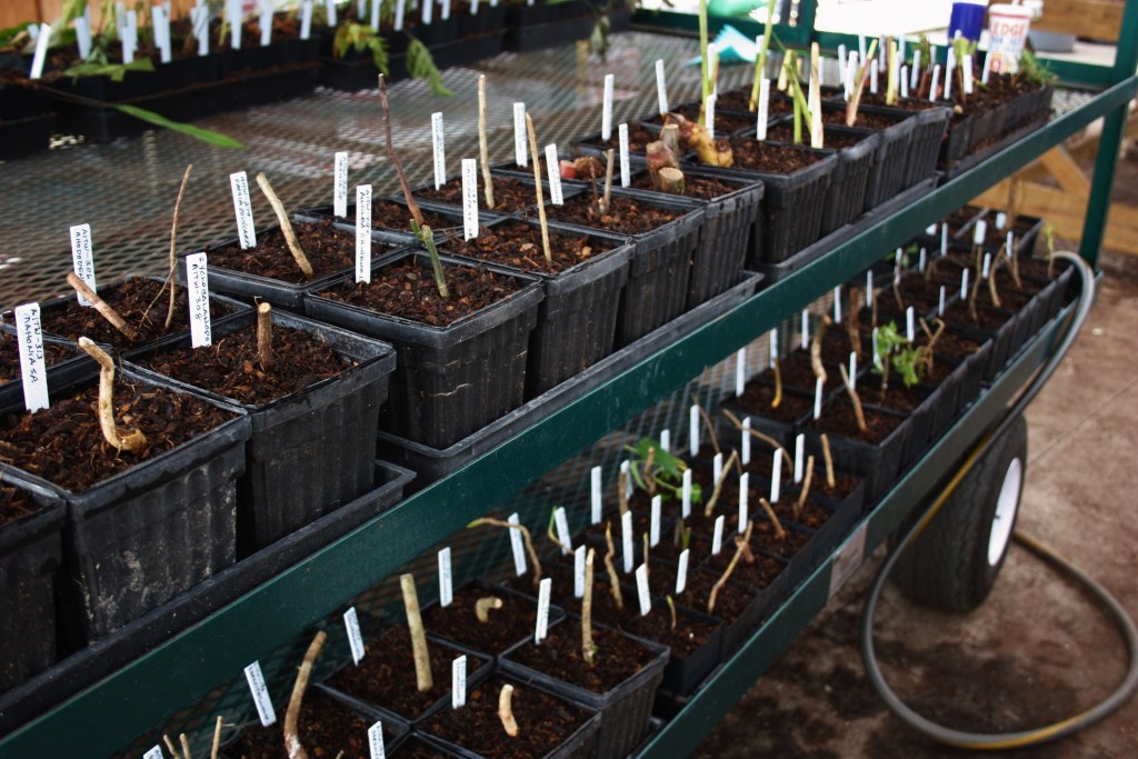 Taiwan plants potted