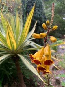 Titanotrichum oldhamii flower stalk