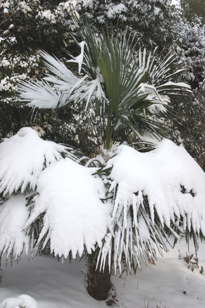 Trachycarpus fortunei 'Nanital' in snow