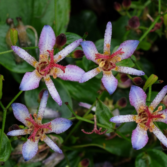 Toad lily flower